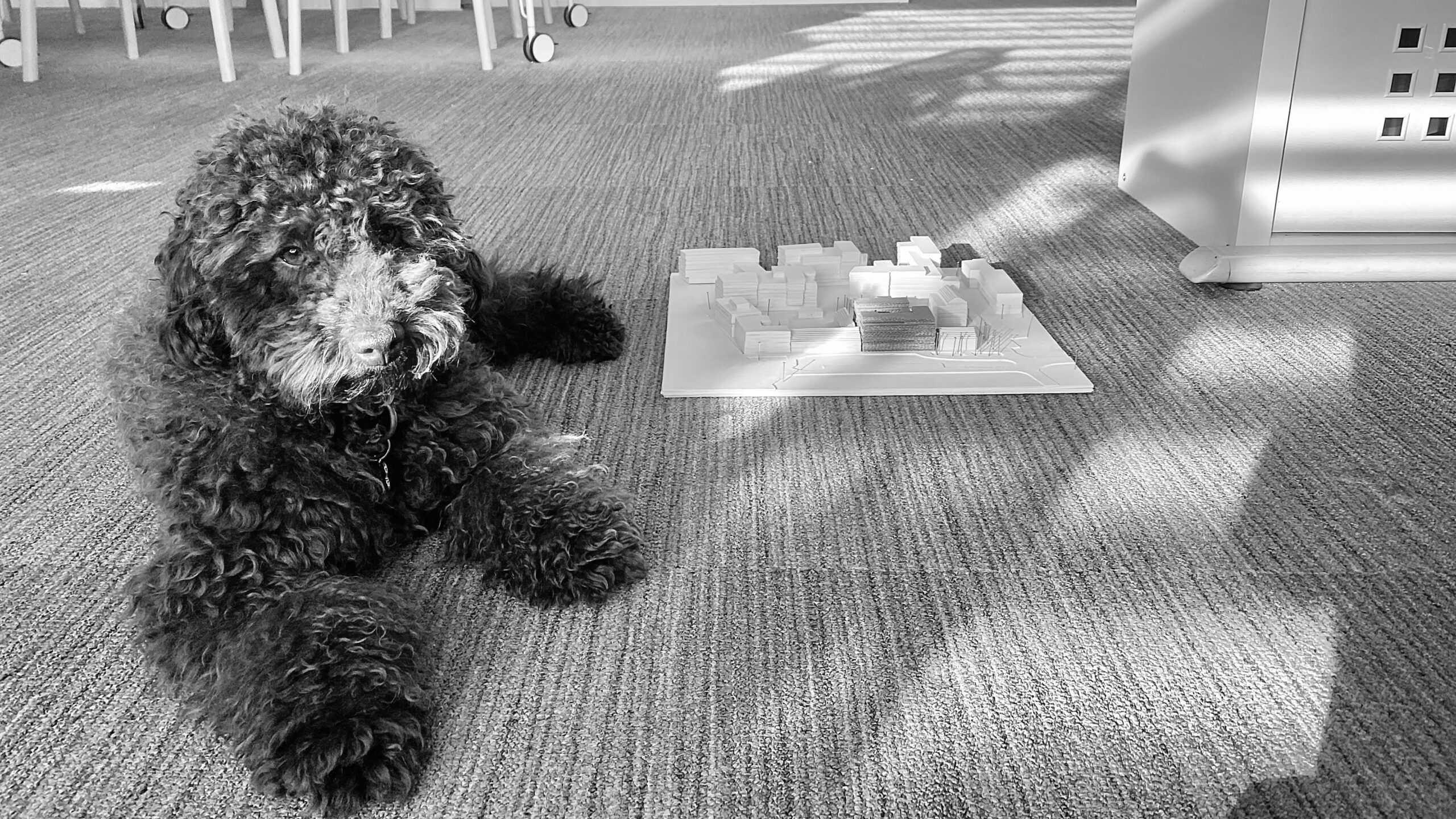 Schwarz Weiss Fotografie eines Hundes im Innenraum neben einem physischen Architekturmodell eines städtebaulichen Entwurfs auf dem Boden